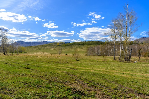 Foresta degli Urali meridionali con una vegetazione paesaggistica unica e diversità della natura