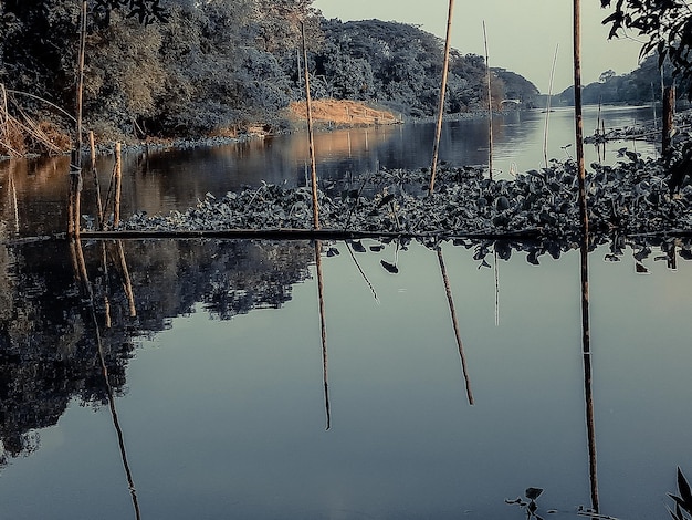 Foresta del fiume asiatico