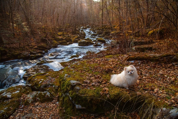 Foresta del fiume della montagna di autunno in novembre