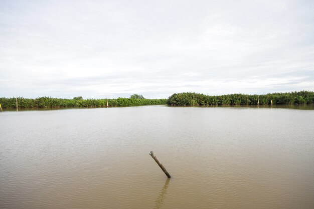 Foresta del mangrovia e del ceppo nel fiume alla campagna in Tailandia