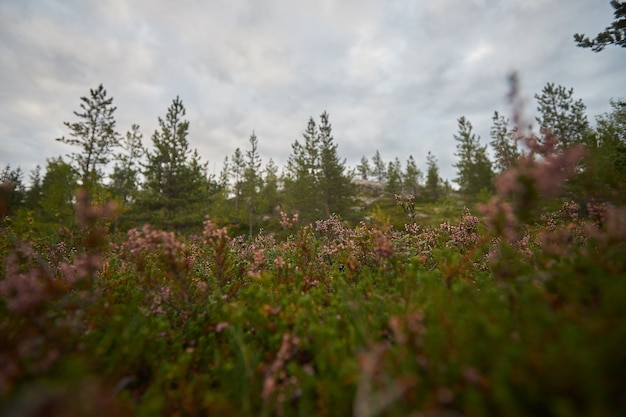 Foresta del nord bellissima natura incredibile