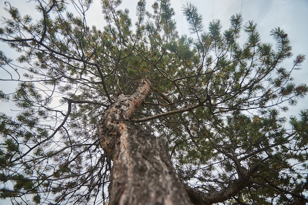 Foresta del nord bellissima natura incredibile