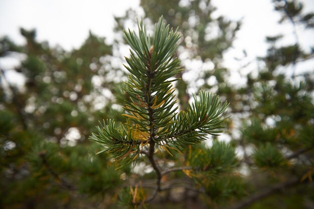 Foresta del nord bellissima natura incredibile