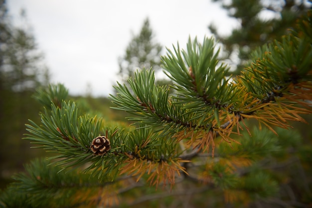 Foresta del nord bellissima natura incredibile