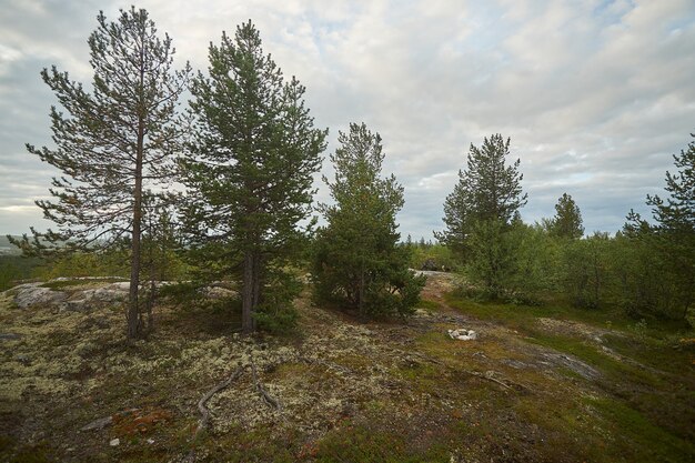 Foresta del nord bellissima natura incredibile