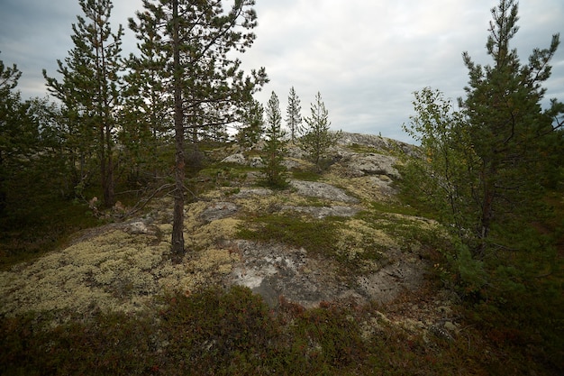 Foresta del nord bellissima natura incredibile