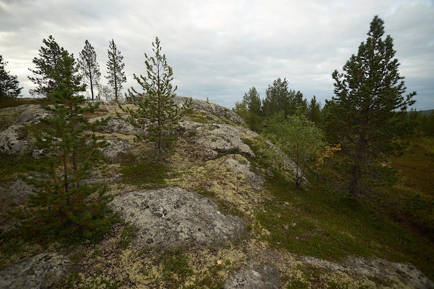 Foresta del nord bellissima natura incredibile