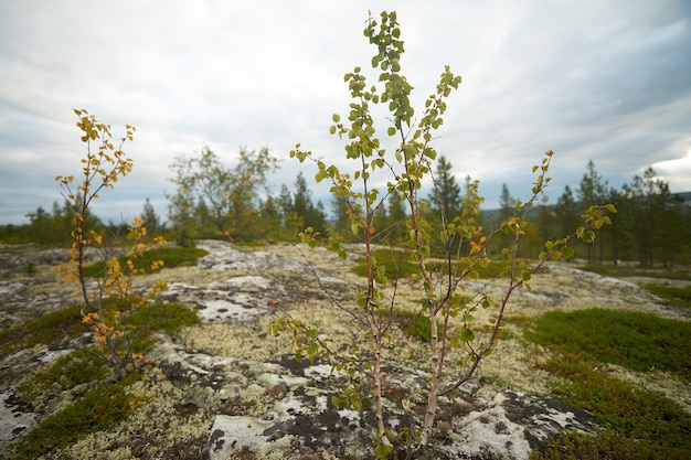 Foresta del nord bellissima natura incredibile