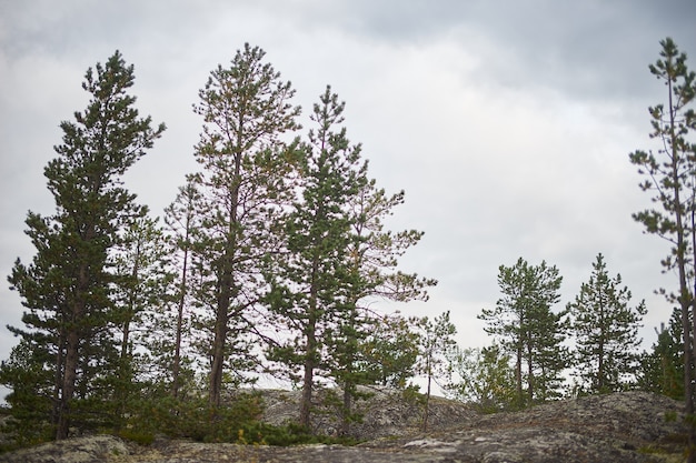 Foresta del nord bellissima natura incredibile