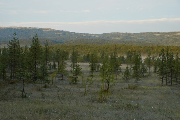 Foresta del nord bellissima natura incredibile