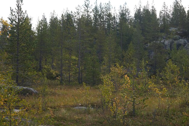 Foresta del nord bellissima natura incredibile