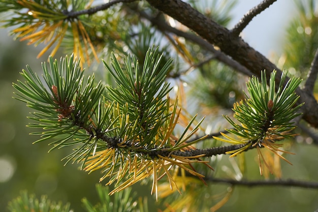 Foresta del nord bellissima natura incredibile