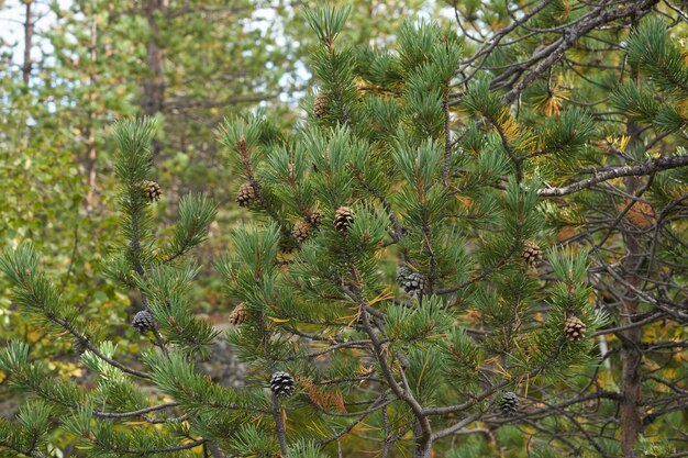 Foresta del nord bellissima natura incredibile