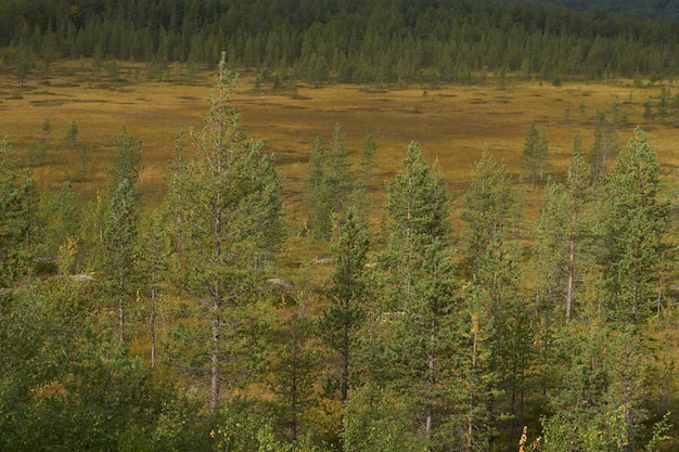 Foresta del nord bellissima natura incredibile