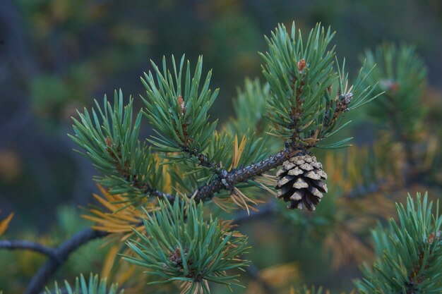 Foresta del nord bellissima natura incredibile