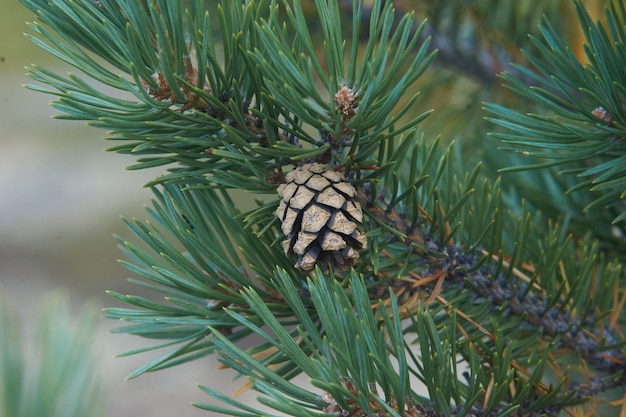 Foresta del nord bellissima natura incredibile