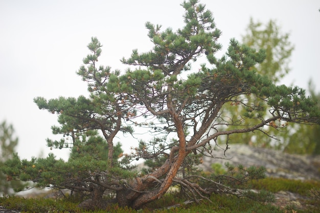 Foresta del nord bellissima natura incredibile