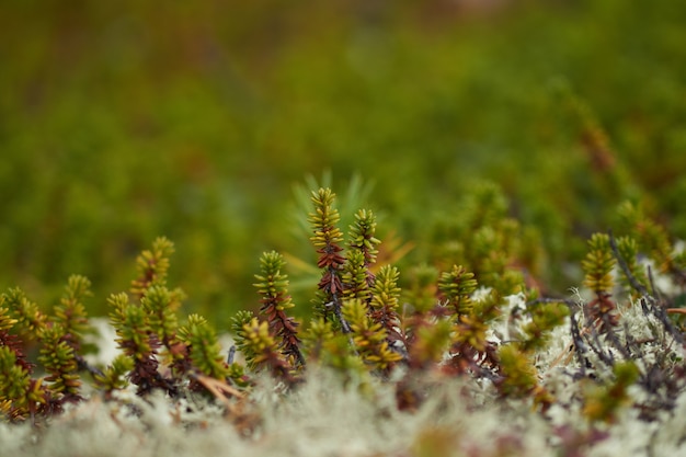 Foresta del nord bellissima natura incredibile