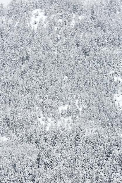 Foresta del paesaggio invernale