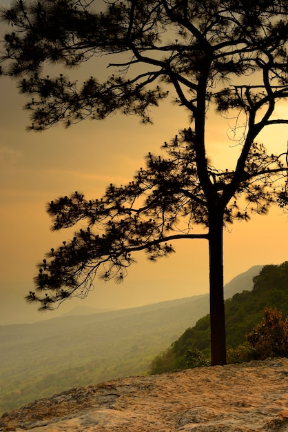 Foresta del parco nazionale ad alba in provincia della Tailandia