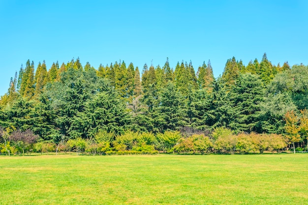 Foresta del parco