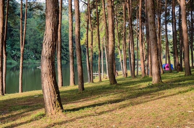 Foresta del pino al parco nazionale di Pang Oung in Mae Hong Son, Tailandia