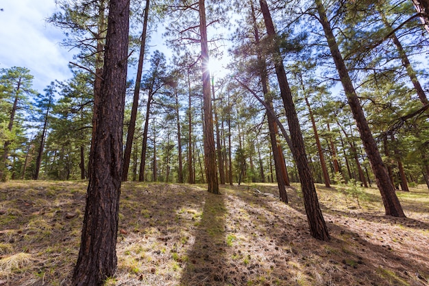 Foresta del pino in Grand Canyon Arizona