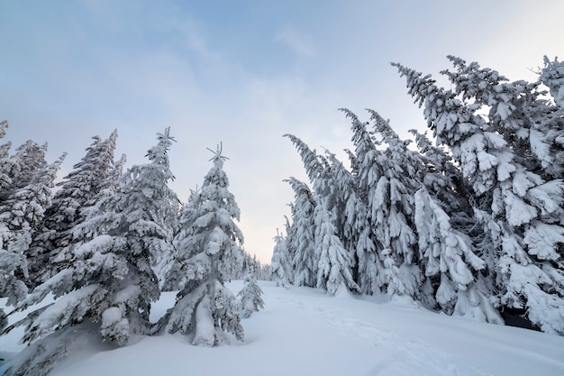 Foresta del pino in inverno con neve profonda.