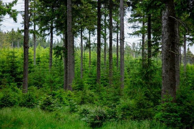 Foresta del pino nell'ora legale nei Sudeti, Polonia