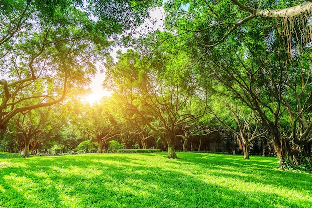 Foresta del sole e prati nel parco