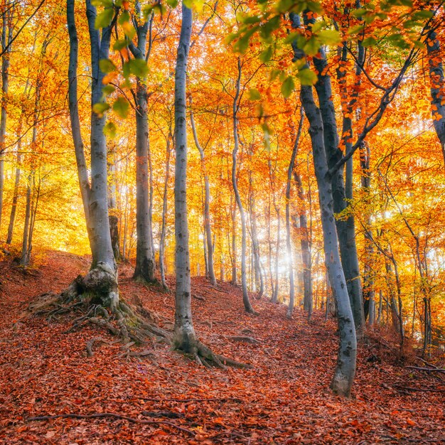 Foresta della betulla nel pomeriggio soleggiato mentre stagione di autunno