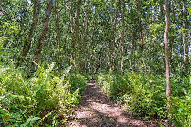 Foresta della giungla con sentiero a piedi e fauna selvatica in una limpida giornata di sole sull'isola di Zanzibar Tanzania Africa