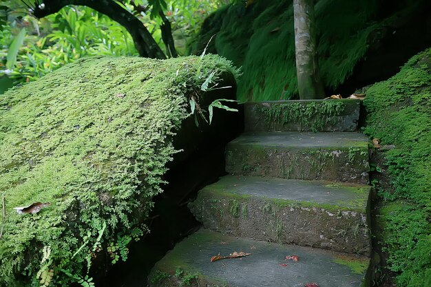 foresta della giungla dell'asia, priorità bassa vaga astratta della foresta