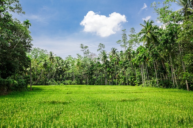 Foresta della giungla profonda dello Sri Lanka