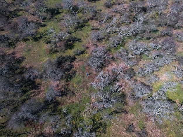 Foresta della Pampa Albero Calden Prosopis Caldenia specie endemica della Pampa Patagonia Argentina