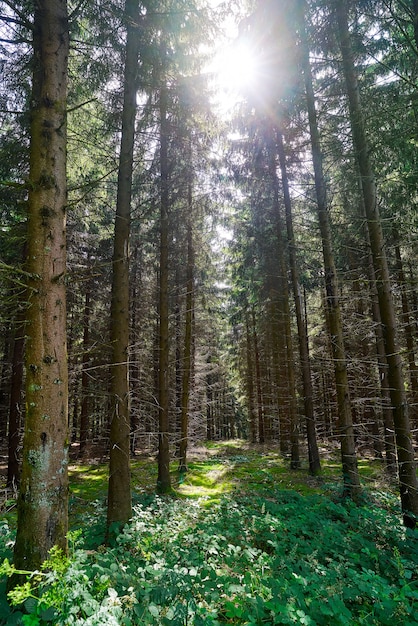 Foresta delle montagne di Harz in Germania