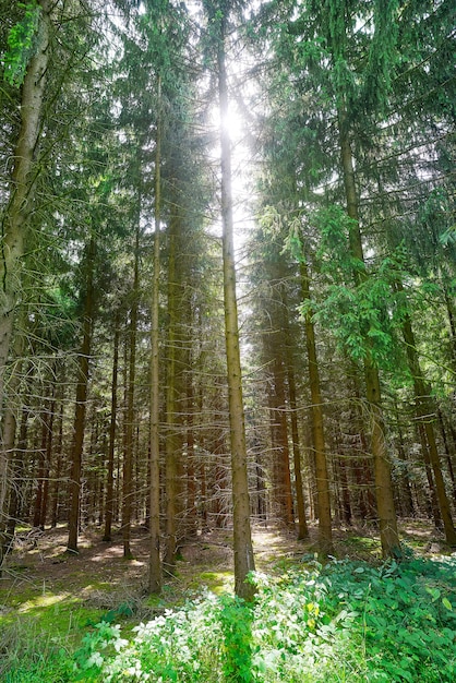 Foresta delle montagne di Harz in Germania