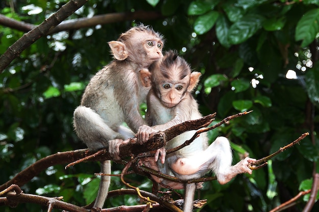 Foresta delle scimmie, Zoo di Bali, Indonesia