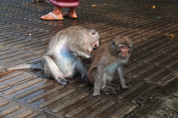 Foresta delle scimmie, Zoo di Bali, Indonesia