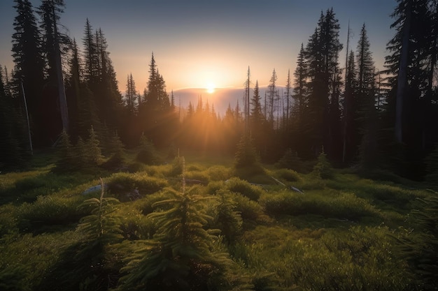 Foresta di abete rosso all'alba con il sole che sorge all'orizzonte