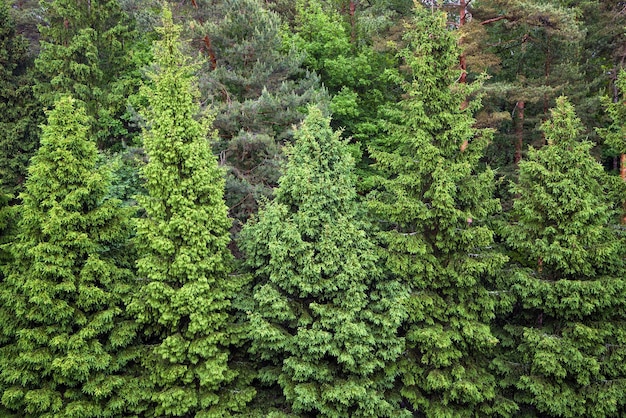 Foresta di abete rosso verde