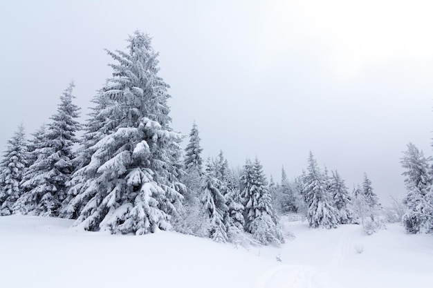 Foresta di abeti coperti di neve nel paesaggio invernale