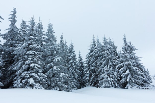 Foresta di abeti coperti di neve nel paesaggio invernale