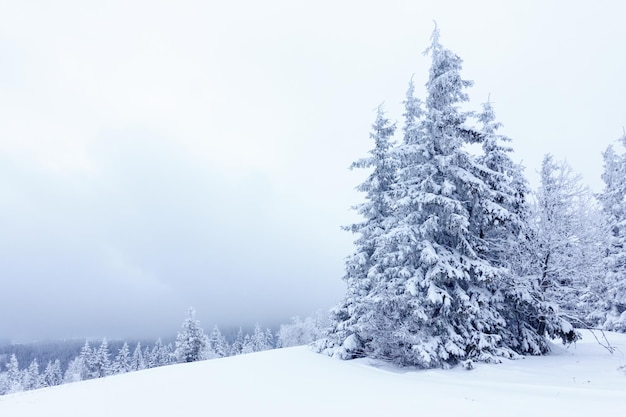 Foresta di abeti coperti di neve nel paesaggio invernale