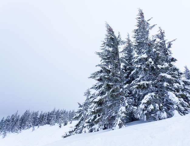 Foresta di abeti innevati congelati dopo nevicate e cielo grigio nella foschia al giorno d'inverno Carpazi Ucraina