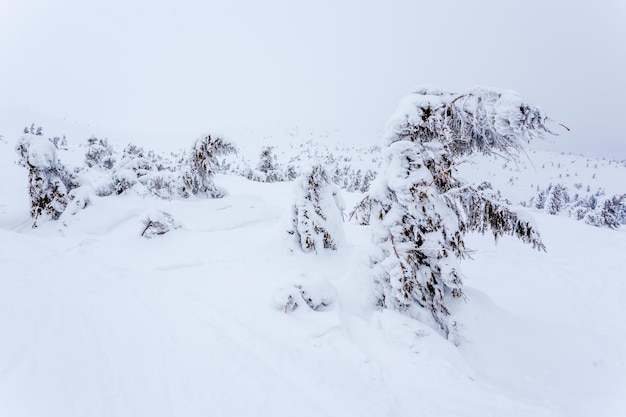 Foresta di abeti innevati congelati dopo nevicate e cielo grigio nella foschia al giorno d'inverno Carpazi Ucraina