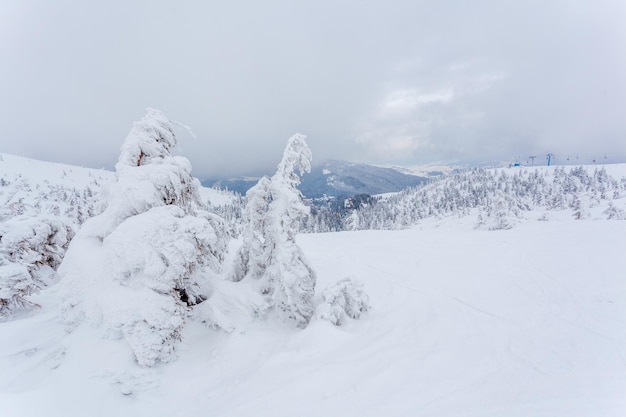 Foresta di abeti innevati congelati dopo nevicate e cielo grigio nella foschia al giorno d'inverno Carpazi Ucraina