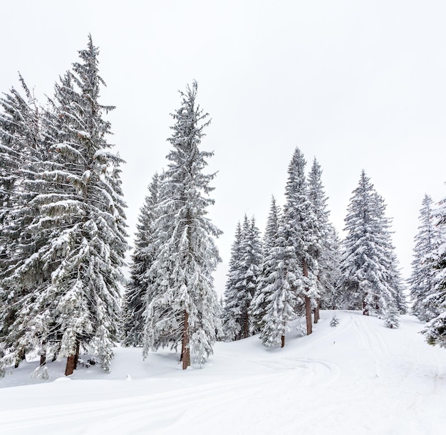 Foresta di abeti innevati congelati dopo nevicate e cielo grigio nella foschia al giorno d'inverno Carpazi Ucraina