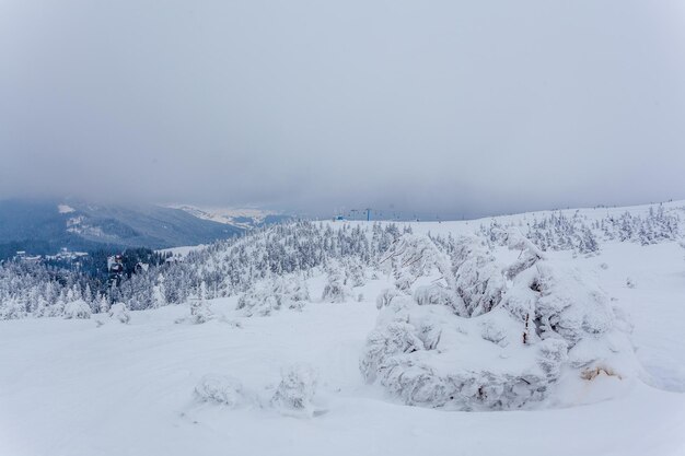 Foresta di abeti innevati congelati dopo nevicate e cielo grigio nella foschia al giorno d'inverno Carpazi Ucraina