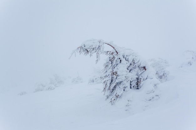 Foresta di abeti innevati congelati dopo nevicate e cielo grigio nella foschia al giorno d'inverno Carpazi Ucraina